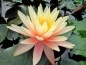 Preview: Seerose Nymphaea Sunny Pink
